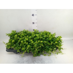 Peperomia rotundifolia