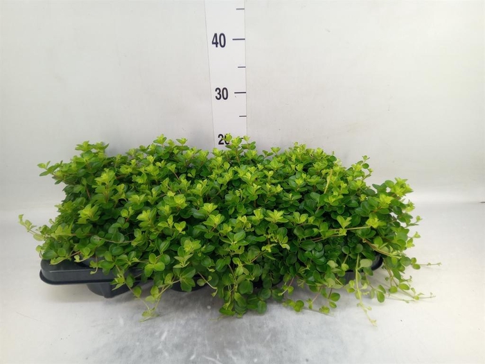 Peperomia rotundifolia