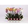 Phal 2 Tak Mix