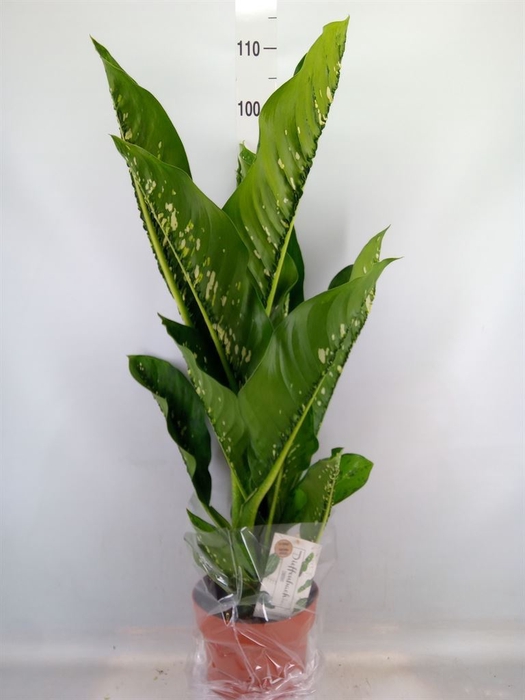 <h4>Dieffenbachia seg. 'Caiman'</h4>