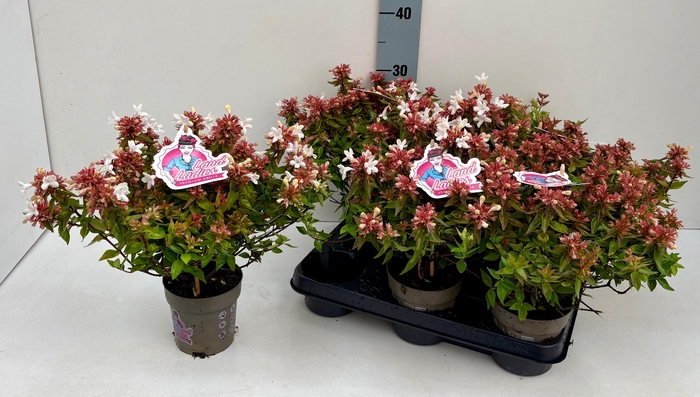 <h4>Abel Grandiflora</h4>