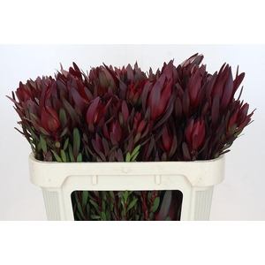 Leucadendron Saf Sunset Dark R.Spray