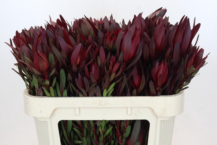 <h4>Leucadendron Saf Sunset Dark R.Spray</h4>