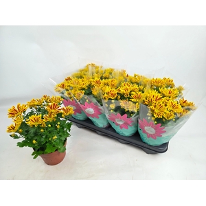 CHRYS RAINB LA WORTH