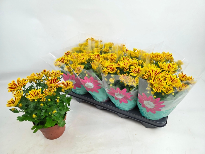 <h4>CHRYS RAINB LA WORTH</h4>