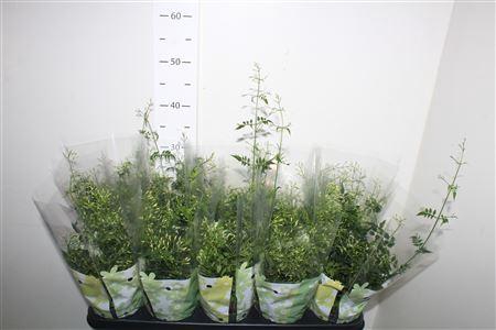 <h4>Jasm Polyanthum Wit</h4>