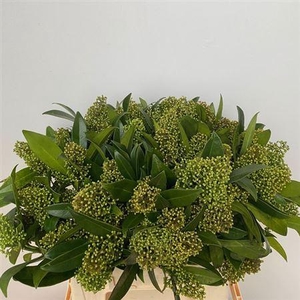 Skimmia C Kew Green Bs