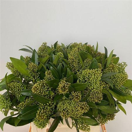 <h4>Skimmia C Kew Green Bs</h4>