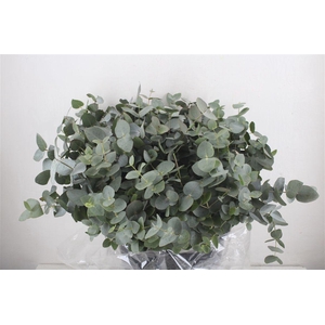 Euca Cinerea Short 300gr P Bunch