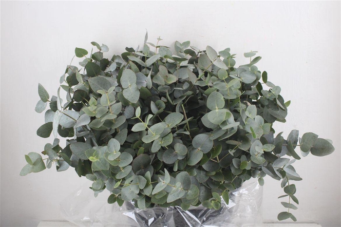 <h4>Euca Cinerea Short 300gr P Bunch</h4>