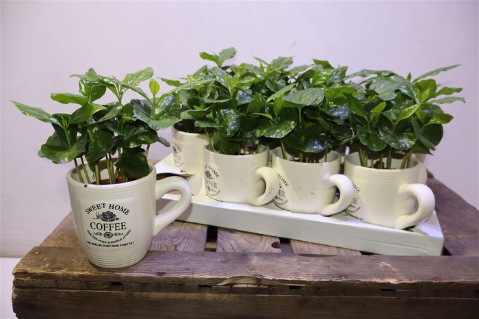 <h4>arr8 Coffea Arabica In Beker</h4>