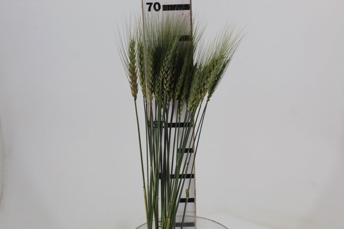 <h4>FOLHAGEM TRIGO VERDE</h4>