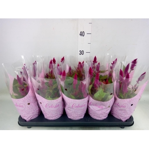 Celosia spic. 'Deep Purple'