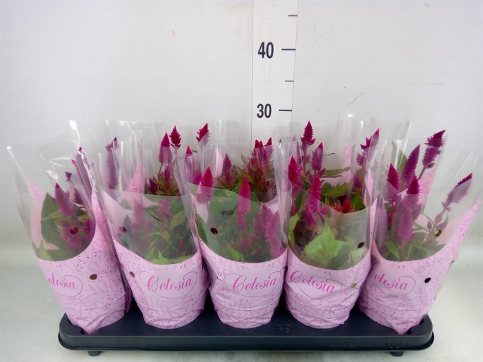 <h4>Celosia spic. 'Deep Purple'</h4>