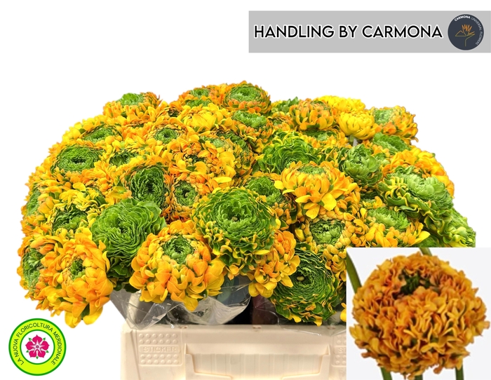 <h4>RAN PON PON MERLINO</h4>