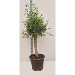 OLEA EUROPAEA