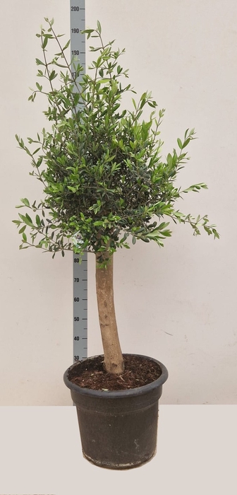 <h4>OLEA EUROPAEA</h4>