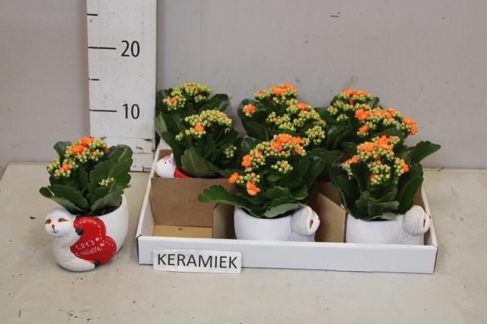 <h4>ARR KALANCHOE</h4>