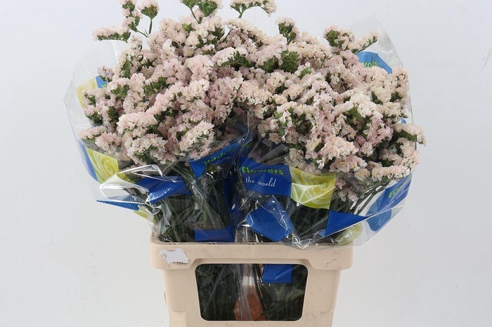<h4>Limonium sinuatum 'Apricot Sun Bir'</h4>