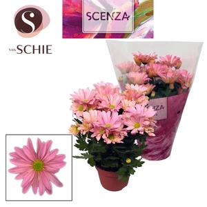 Chrysant Breeze Princess