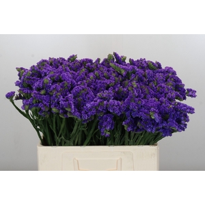 Limonium sinuatum Navy Sun Birds