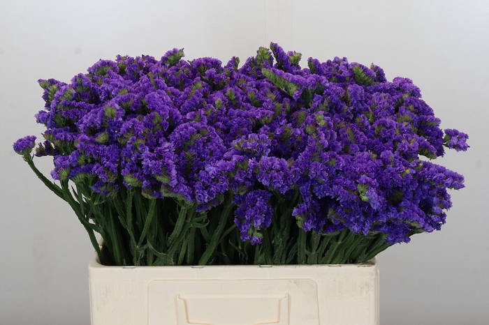 Limonium sinuatum Navy Sun Birds