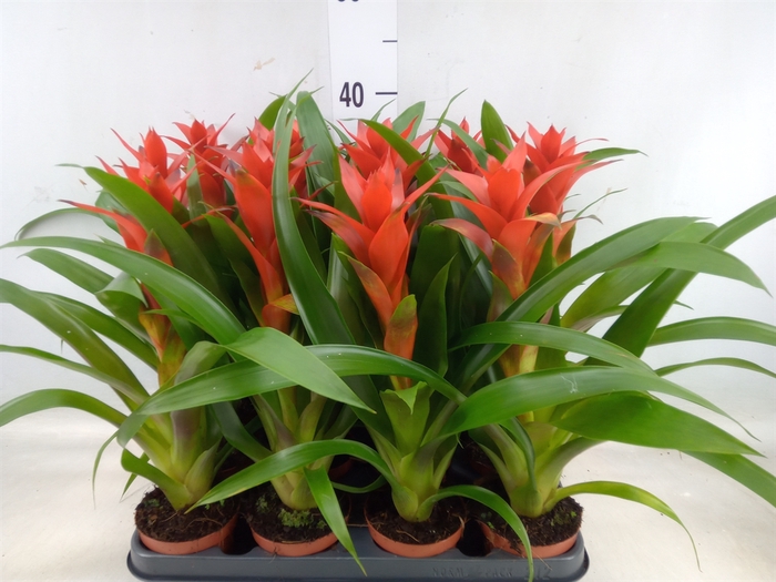 <h4>Guzmania  'Ostara'</h4>