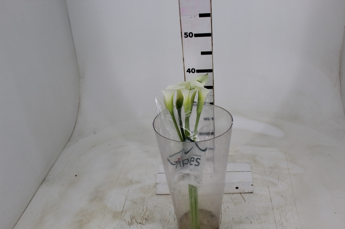 <h4>CALLAS VENTURA 040 CM</h4>