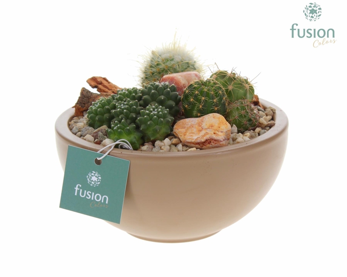 <h4>Schaal keramiek Moon Small beige met Cactussen</h4>