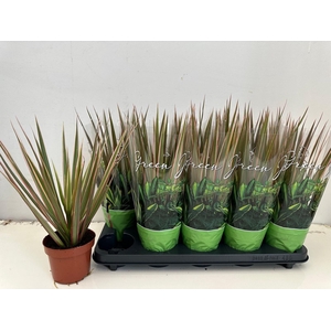 Dracaena marg. Bicolor