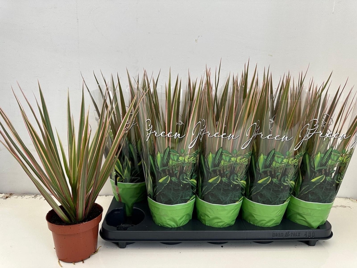 <h4>Dracaena marg. Bicolor</h4>