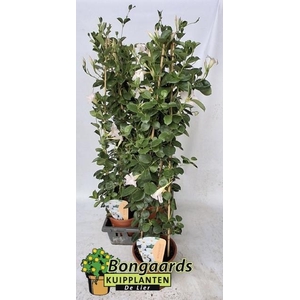 MANDE SUN WHITE