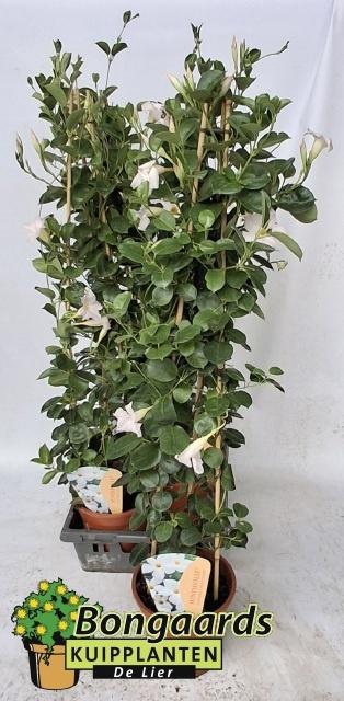 <h4>MANDE SUN WHITE</h4>