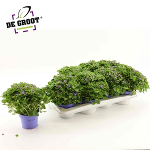 EXACUM BLUE STAR