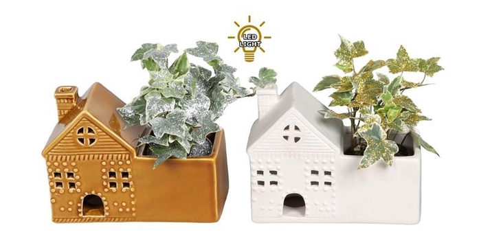 <h4>HEDERA HELIX</h4>