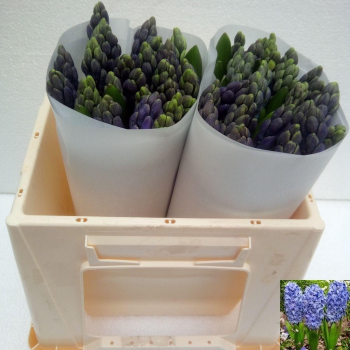 <h4>HYAC DELFT BLUE</h4>