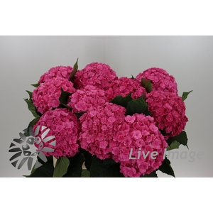 Hydrangea royal anastasia