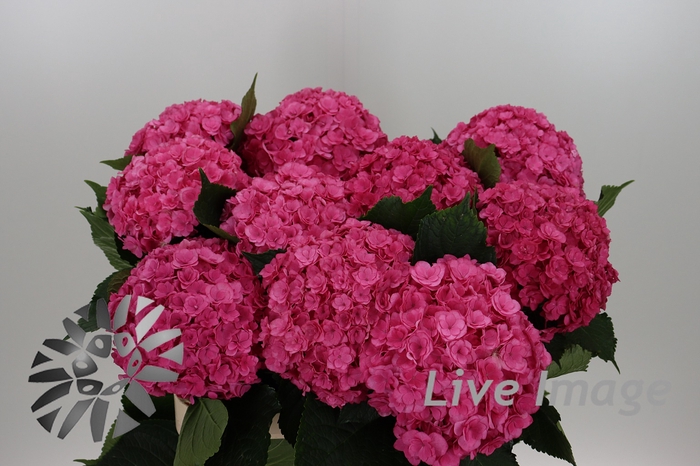 <h4>Hydrangea royal anastasia</h4>