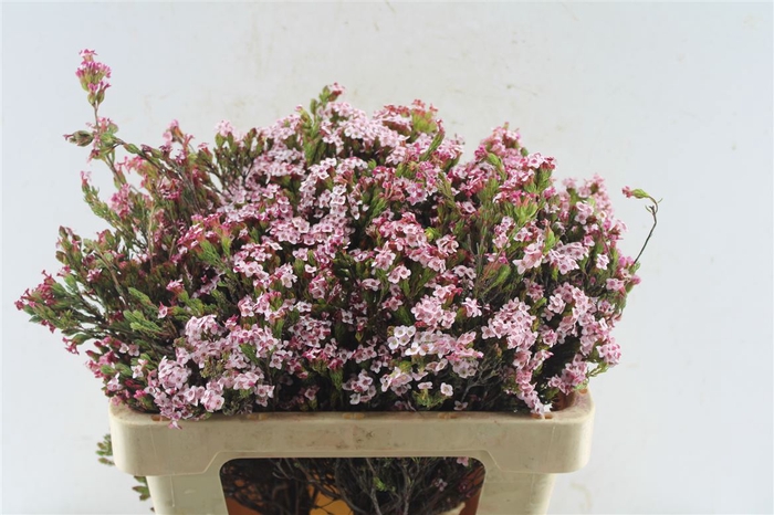<h4>Kaaps Erica Four Sisters</h4>