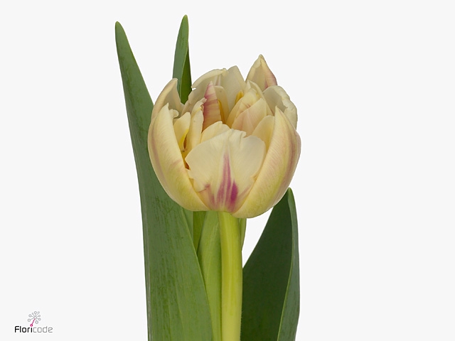 TU DU FLAMING MARGAR