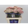 Ozothamnus Cooks Pink