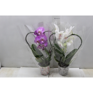 PHALAENOPSIS CORACAO P12