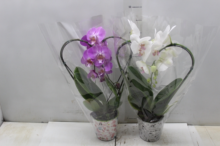 <h4>PHALAENOPSIS CORACAO P12</h4>