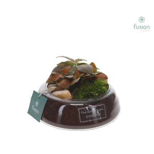 Green Bottle Christel Small met Fittonia