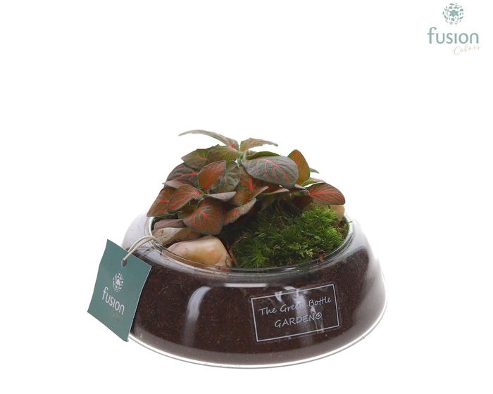 <h4>Green Bottle Christel Small met Fittonia</h4>