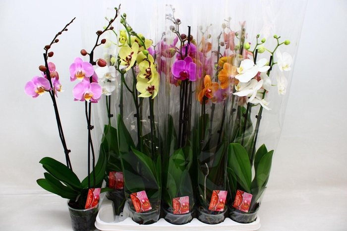 <h4>PHAL GEM 7 KL</h4>