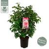 Camellia japonica