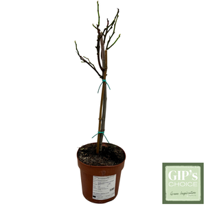Ficus carica 1/4 Stem P21