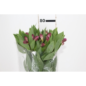 ALSTROEMERIA REAL 080 CM