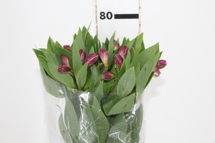 ALSTROEMERIA REAL 080 CM